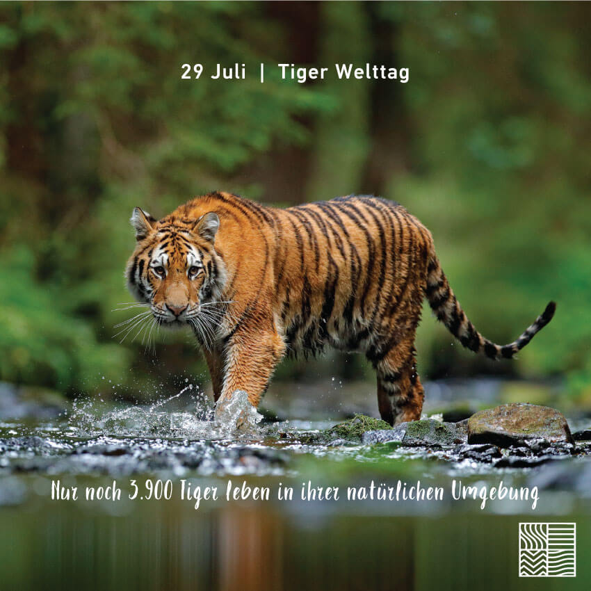 Tiger Welttage: Wir haben auch einen Akt der Liebe zum Ökosystem getan, wir haben einen Tiger adoptiert! | Intertan S.A.
