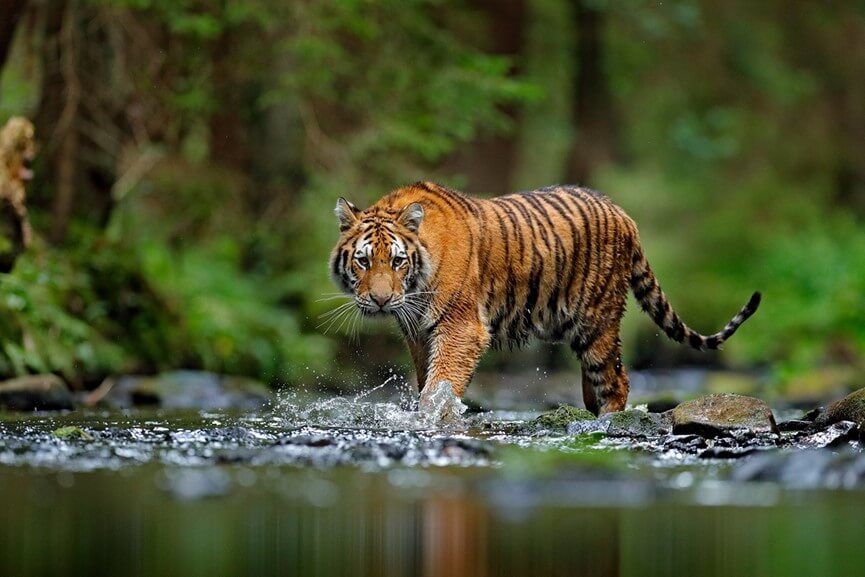 World Tiger Day: We also did an act of love for the ecosystem, we adopted a tiger! | Intertan S.A.